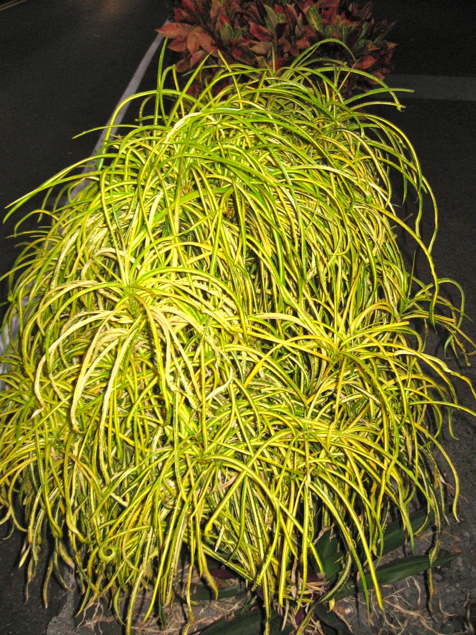 Codiaeum brilliantissima 'Goldilocks' (Yellow String) — Vintage